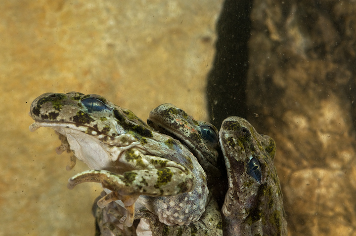 Pelodytes punctatus, Pelodite punteggiato, Common Parsley Frog, Sapillo moteado común